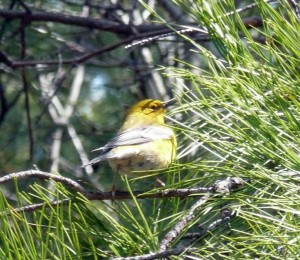 Pine Warbler