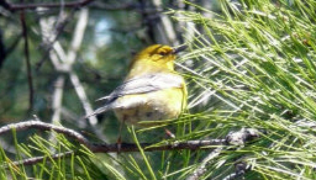 Pine Warbler featured