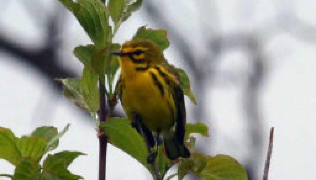 Prairie Warbler featured