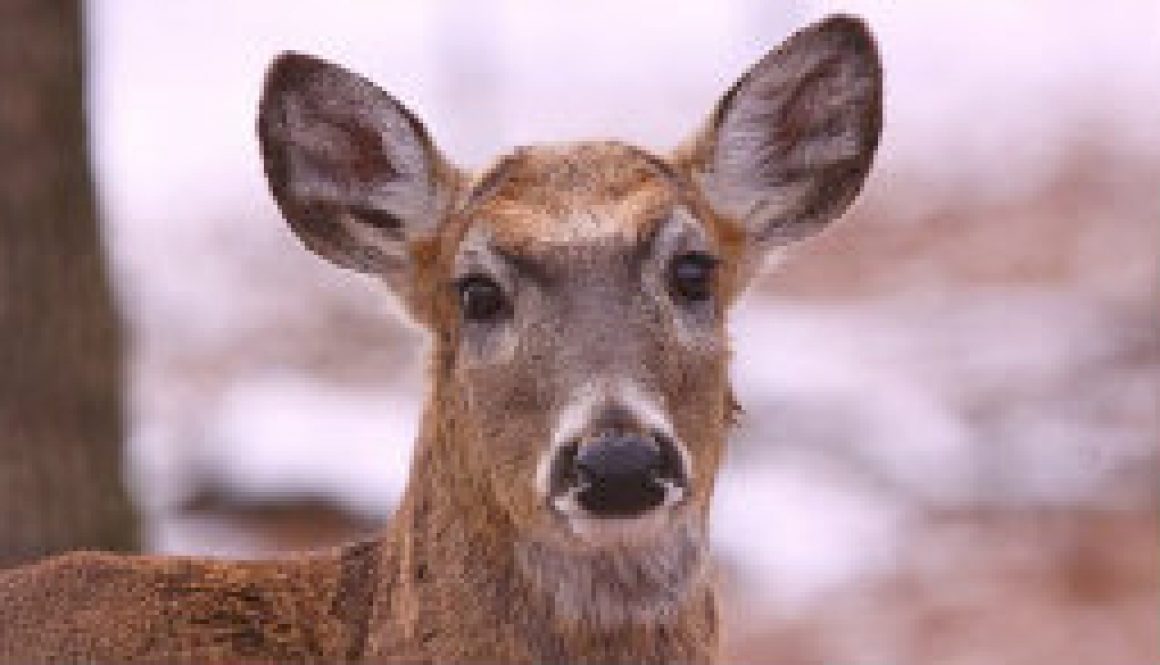 Pretty white-tailed deer doe featured