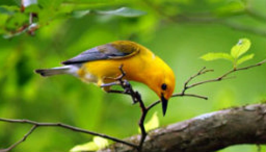 Prothonotary Warbler feautured