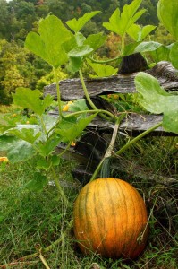 Pumpkin near Topaz Mill