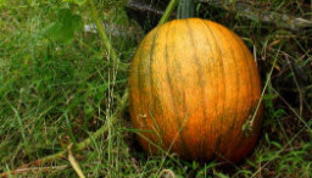 Pumpkin near Topaz Mill featured