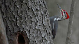 Quick glimpse of a Male Pileated Woodpecker featured