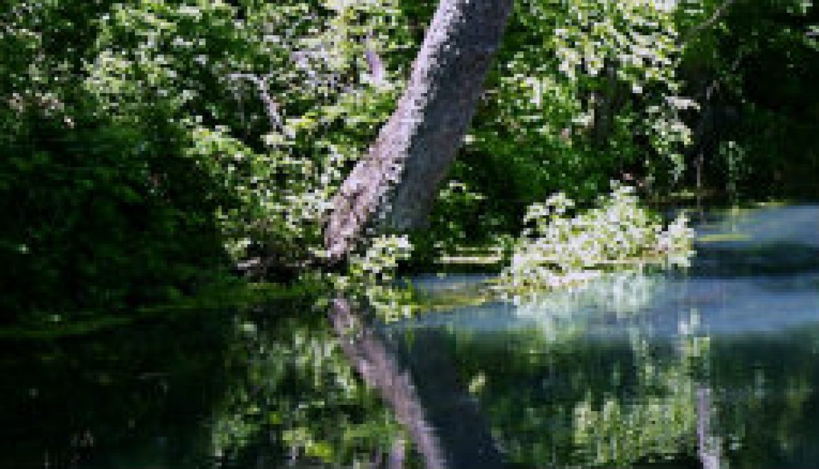 Rainbow Spring's blueish water featuired Rainbow Spring's blueish water featuired