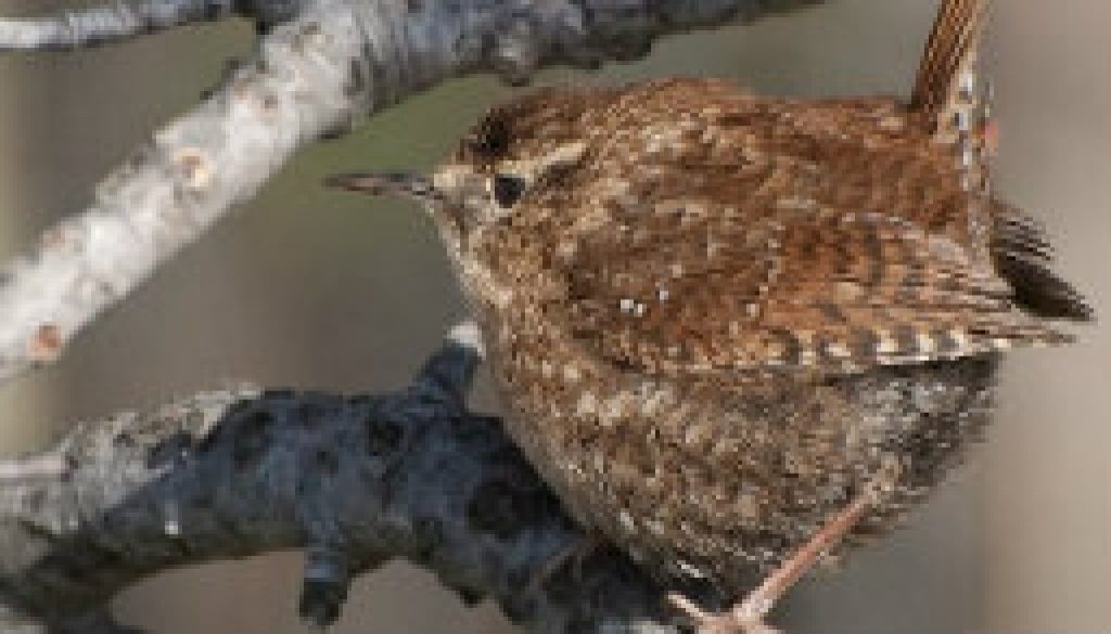 Rare Winter Wren in Missouri featured