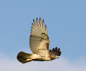 Red Tail Hawk this morning