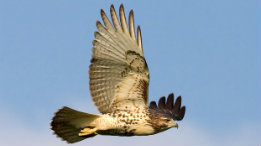 Red Tail Hawk this morning featured