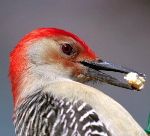 Red-bellied Woodpecker near Whispering Pines