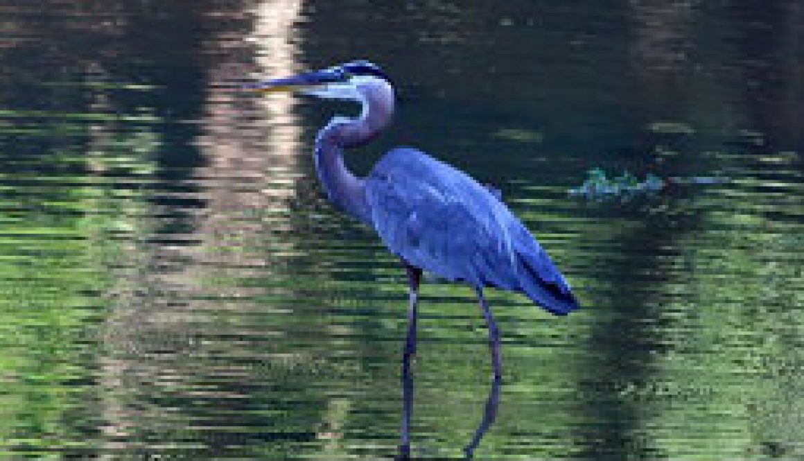 Great Blue Heron featured