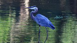 Great Blue Heron featured