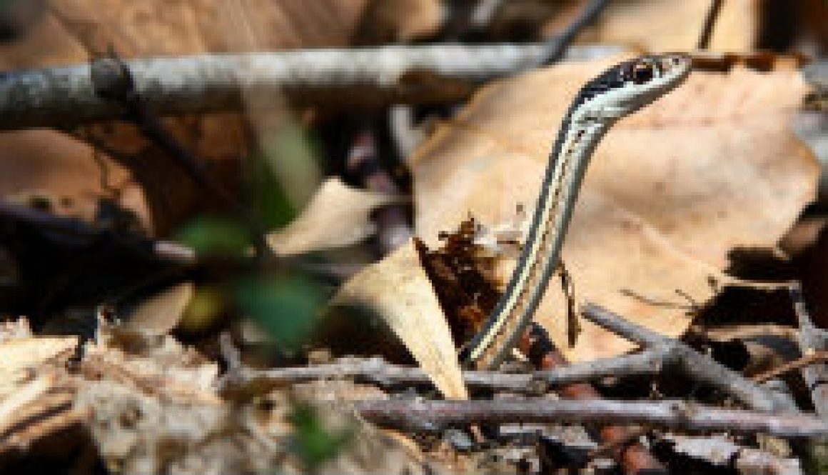 Ribbon Snake featured