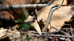 Ribbon Snake featured