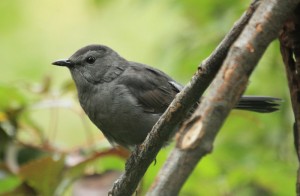 River of Life Farm - Catbird