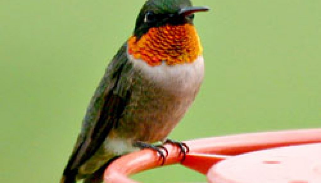 Ruby Throat Hummingbird