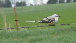 Scarce Scissor-tail flycatcher