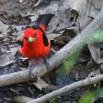 Scarlet Tanager