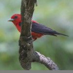 Scarlet Tanager