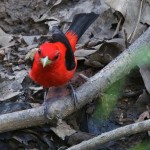 Scarlet Tanager