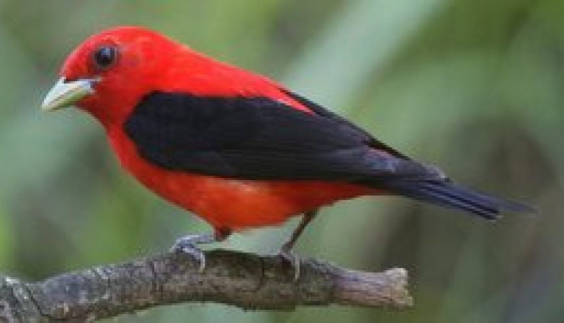 Scarlet Tanager 4-001