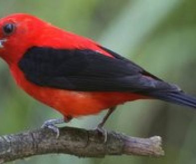 Scarlet Tanager 4-001