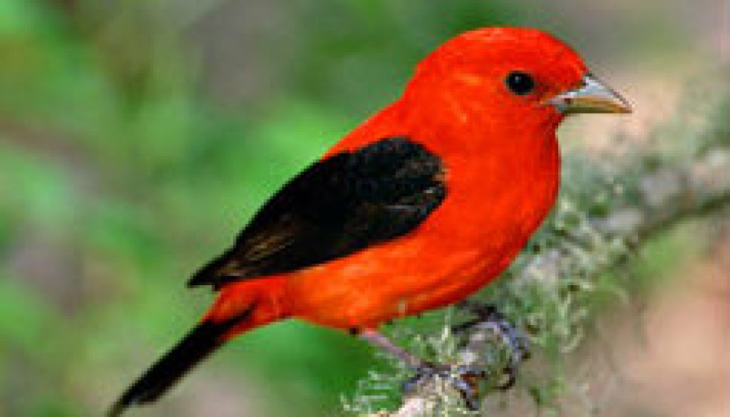 Scarlet Tanager featurede