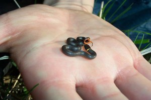 Smallest snake I have ever seen (Ring Neck Snake)