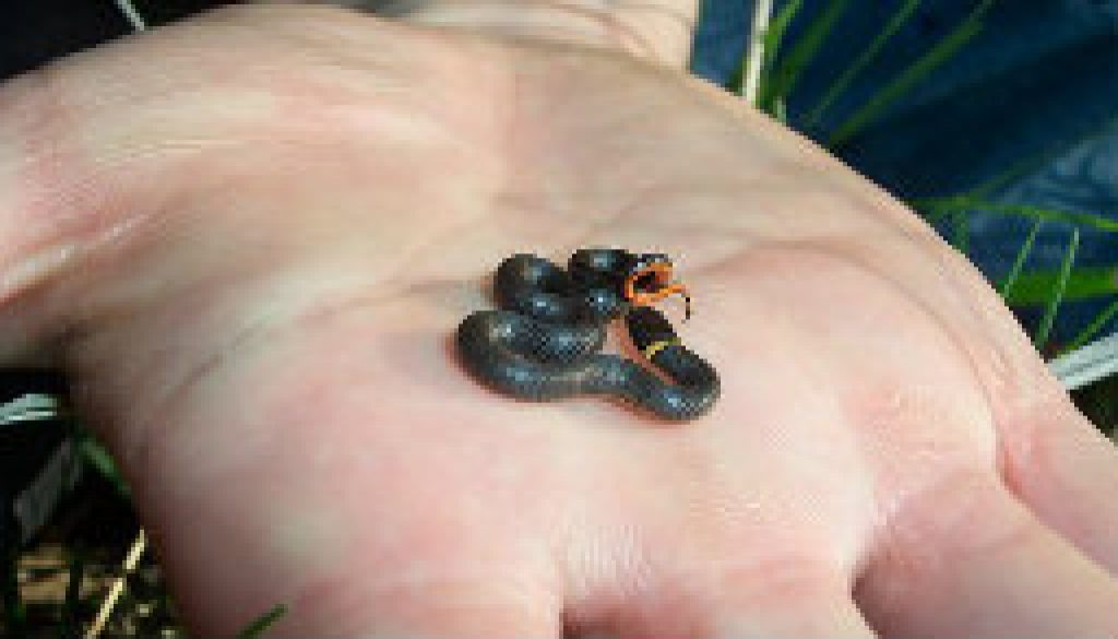 Smallest snake I have ever seen (Ring Neck Snake) featured