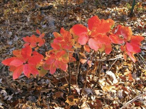 Smoke Tree saplings in Ozark County