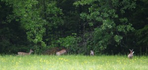 Some of the many deer at ROLF in May