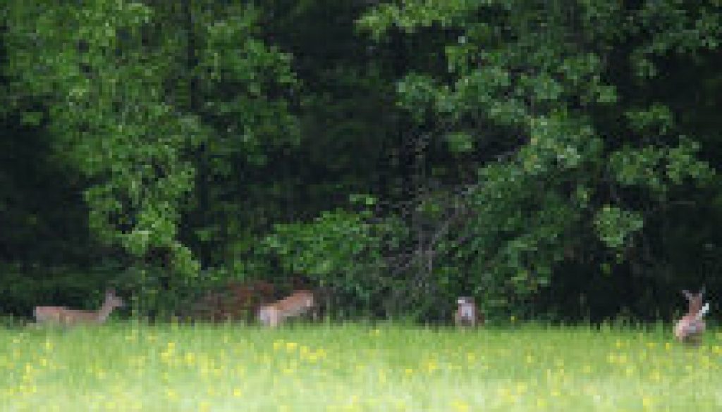 Some of the many deer at ROLF in May featured