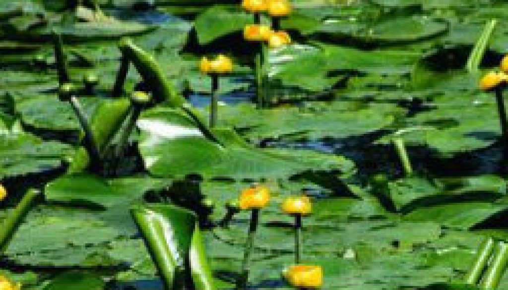 Spatterdock (Nuphar lutea) featured