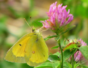 Sulphur butterfly on clover