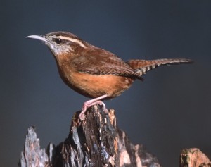 The Carolina Wren - there are many at ROLF