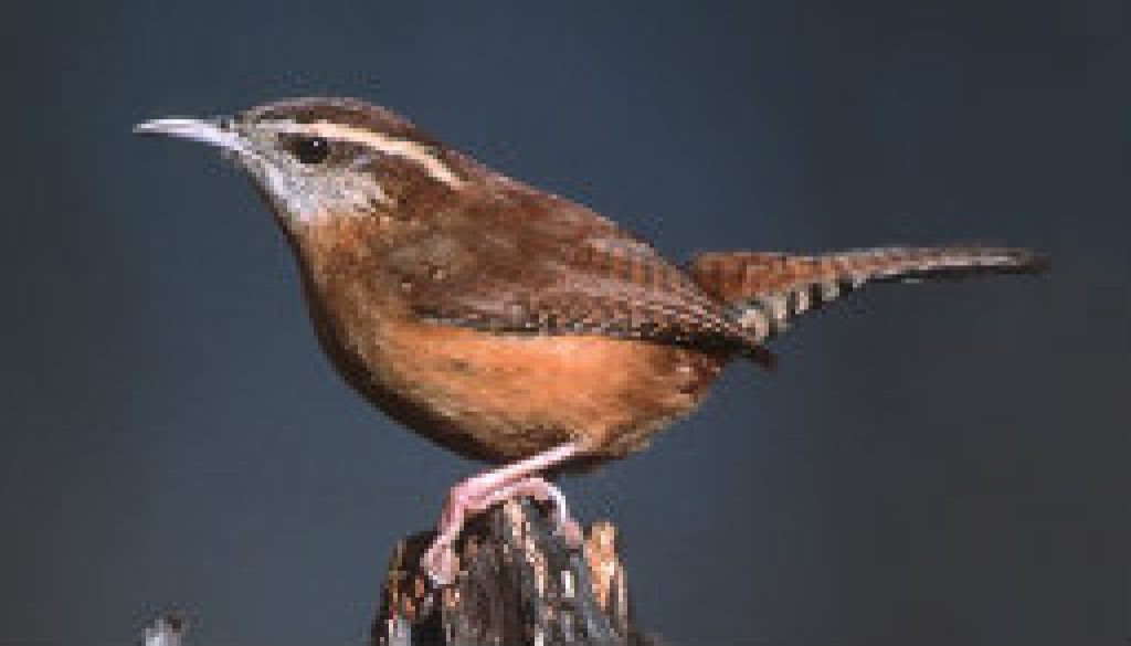 The Carolina Wren - there are many at ROLF featuired