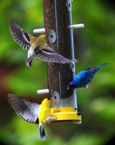 All was peaceful and good; up until the point when the fight broke out. From the feeder near the ROLF office.