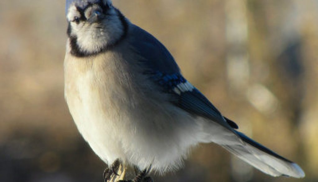The sassy old Blue Jay