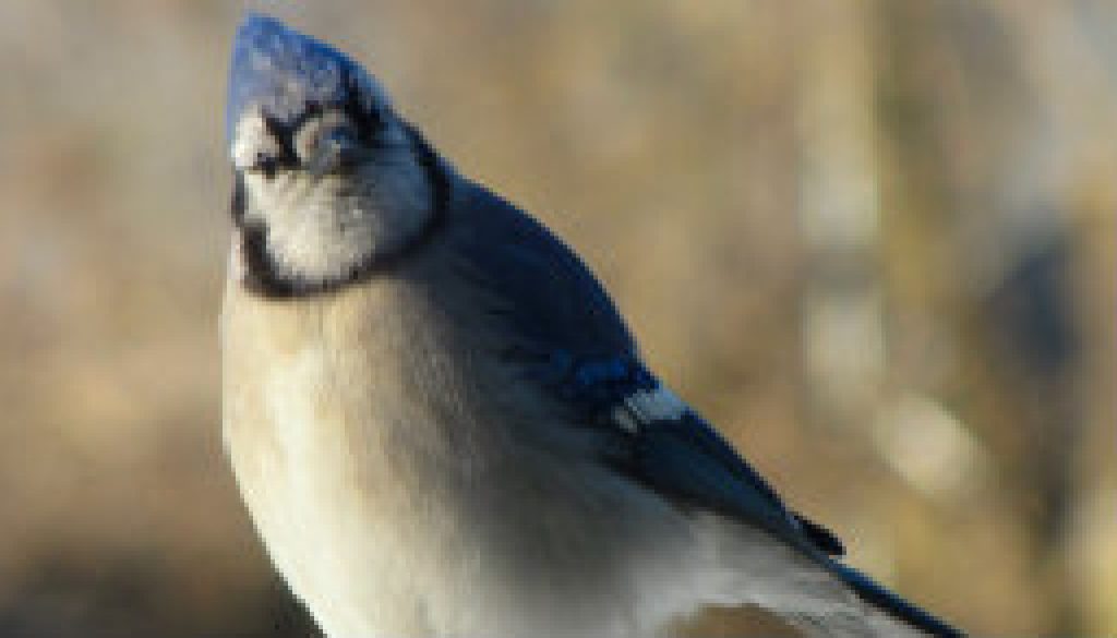 The sassy old Blue Jay featured