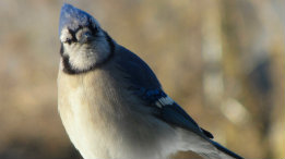 The sassy old Blue Jay featured