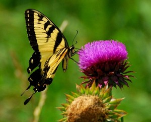 Tiger Swallowtail on Thistle Head