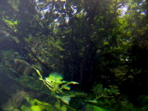 Trout's-Eye View of the shaded Bank at ROLF