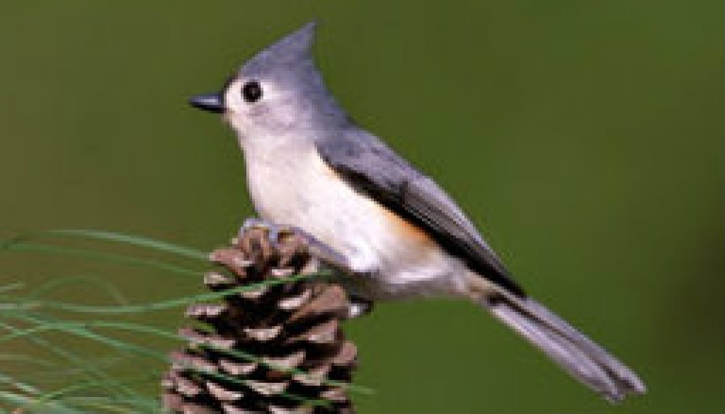 Tufted Tit-mouse featured