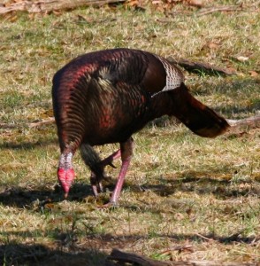 Turkeys are gobbling this morning