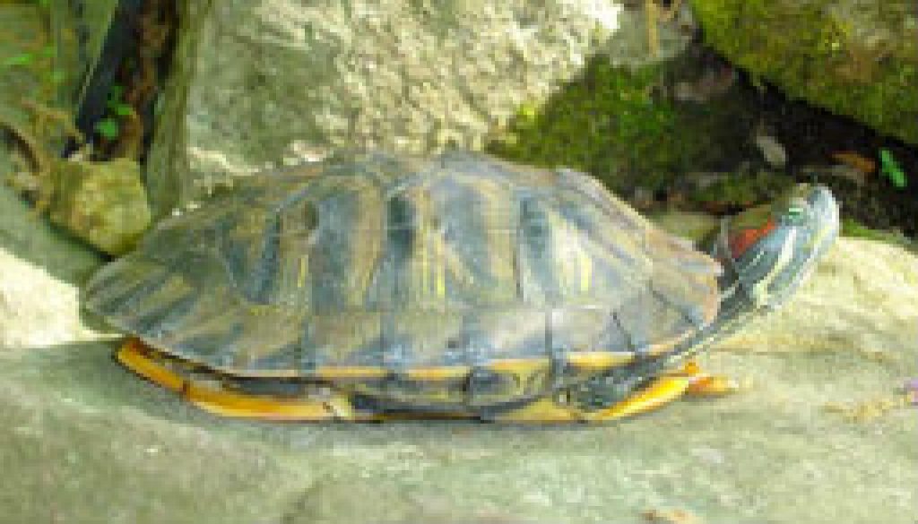 Turtles of the North Fork - Red Eared Slider featured