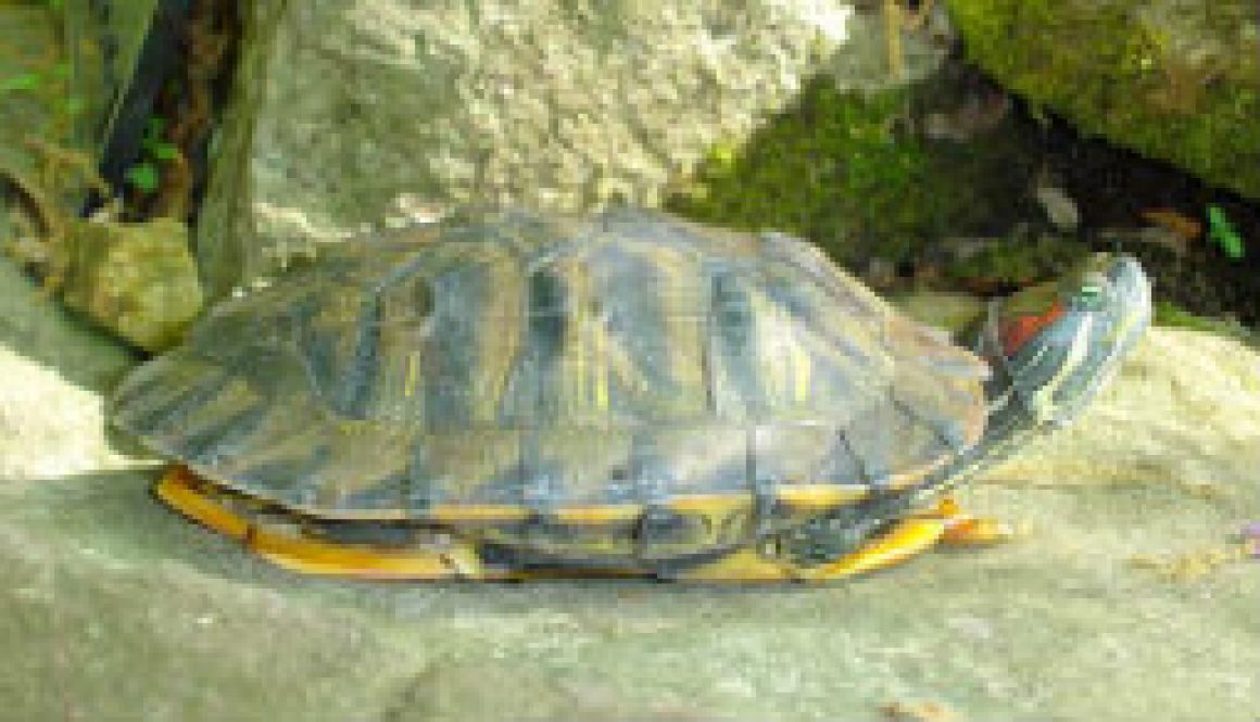 Turtles of the North Fork - Red Eared Slider featured Turtles of the North Fork - Red Eared Slider featured