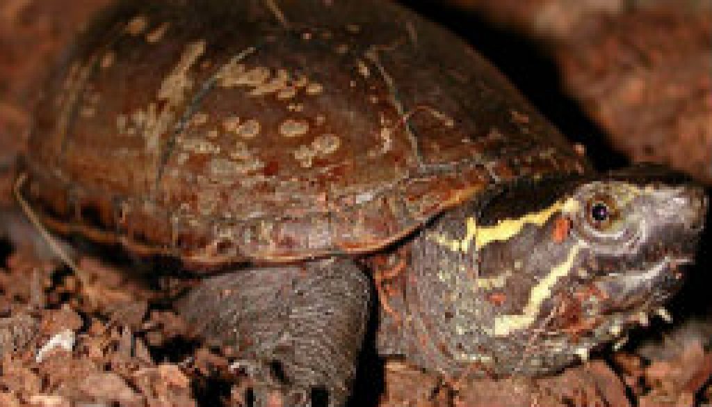 Turtles of the North Fork - Stinkpot featured