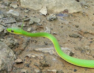 The Green snake is common in the trees along the North Fork where he blends  in so well. Occasionally, one falls in the river and has to quickly swim to the bank, a bluff, or anywhere to get out of the water. I photographed this one in late April 2008.