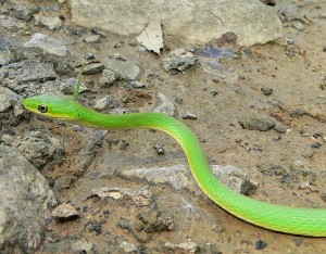 The Green snake is common in the trees along the North Fork where he blends in so well. Occasionally, one falls in the river and has to quickly swim to the bank, a bluff, or anywhere to get out of the water. I photographed this one in late April 2008.