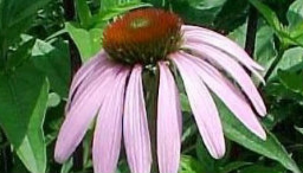 Watch for Pale Purple Coneflower in June featured