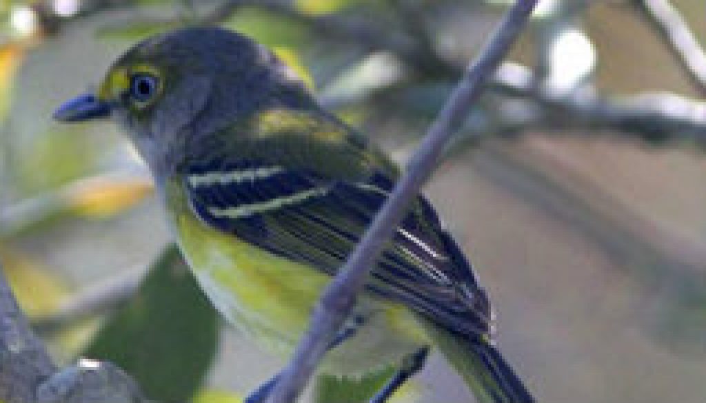 White Eyed Vireo featured